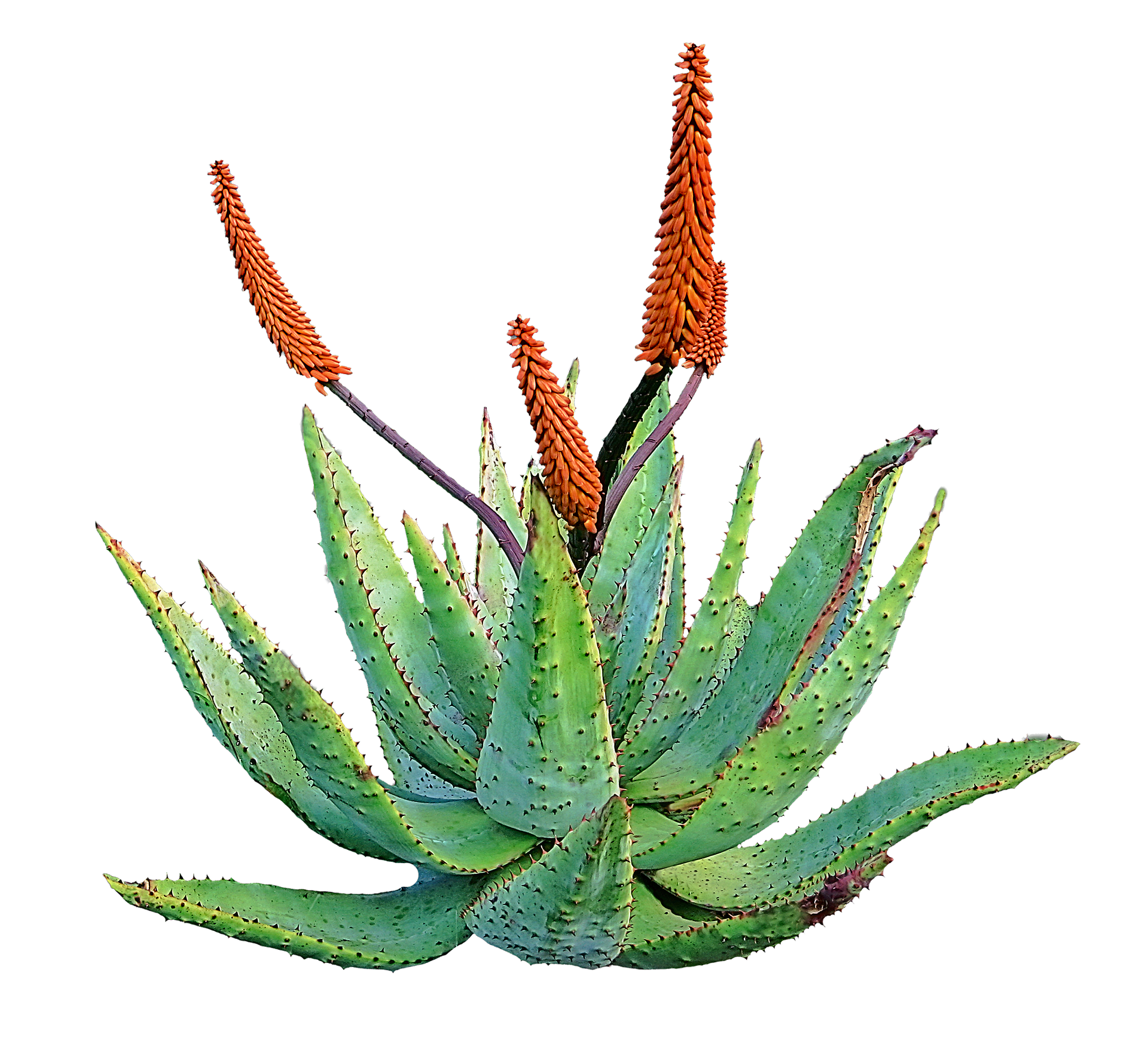 virtù terapeutiche dell Aloe